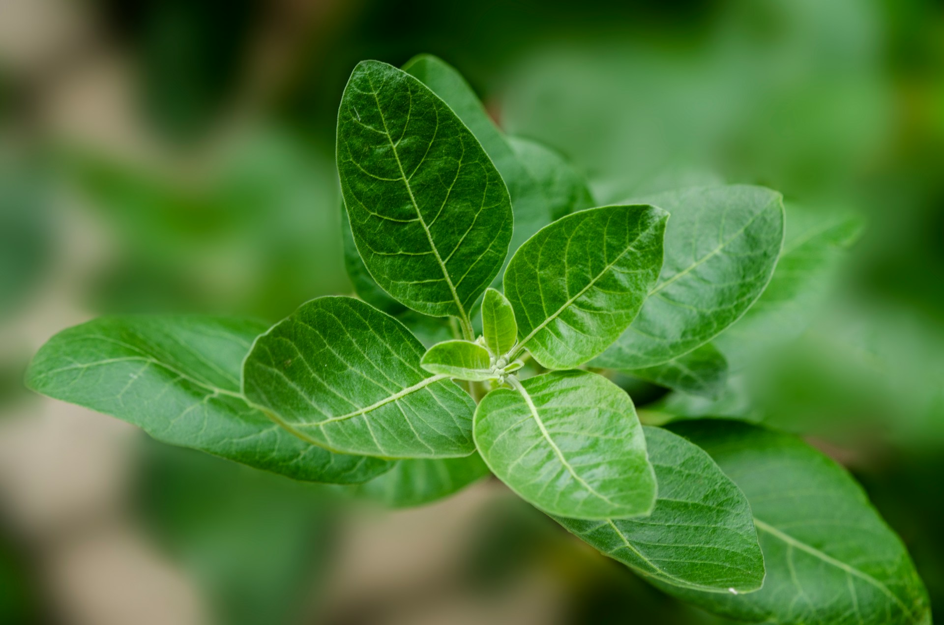 Read more about the article Ashwagandha: Leading Superfood for Stress Relief and Vitality